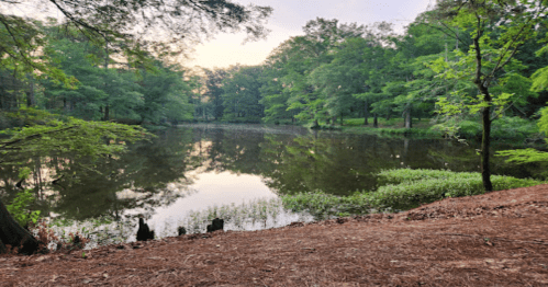 A serene pond surrounded by lush green trees, reflecting the sky and foliage in calm water.