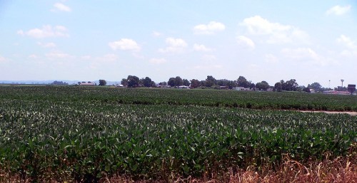 A vast field of green crops under a clear blue sky, with a distant view of a small town and trees.