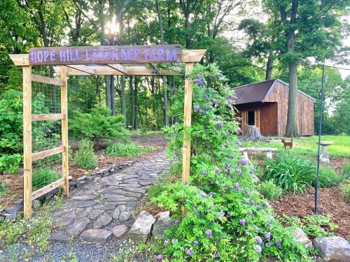 A wooden archway with "Hope Hill Lavender Farm" sign, leading to a rustic building surrounded by greenery.