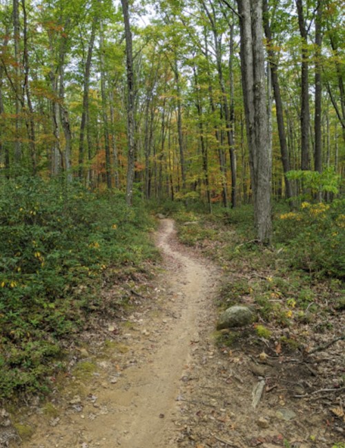 A winding dirt path through a forest with green and autumn-colored trees.