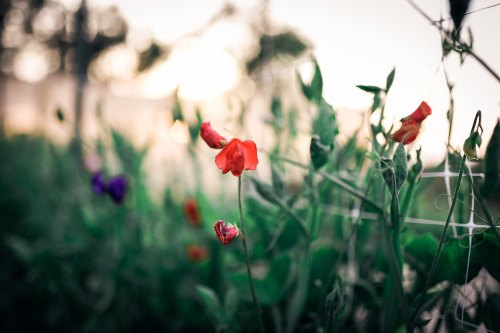 A close-up of vibrant red flowers among green foliage, softly illuminated by warm sunlight in the background.