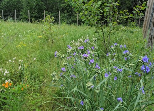 A lush green field with various wildflowers, including clusters of purple blooms, surrounded by trees and a fence.