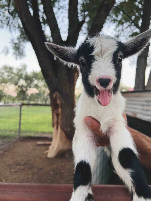 A person holds a playful black and white goat kid, smiling with its tongue out, against a backdrop of trees.