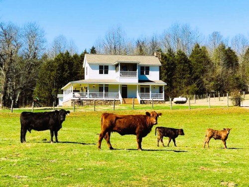 A farmhouse with a porch surrounded by green grass and four cows grazing in the foreground under a clear blue sky.