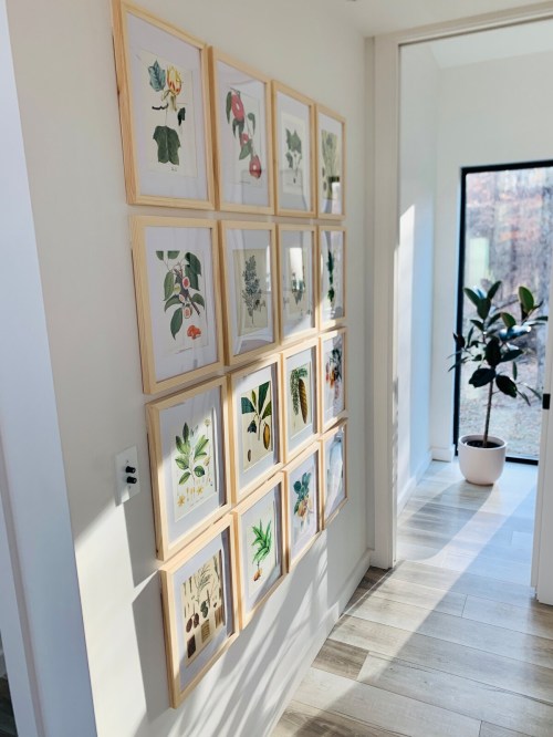 A gallery wall of framed botanical illustrations in a bright, modern hallway with a potted plant in the corner.
