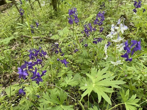 A cluster of purple and white wildflowers surrounded by green foliage in a forested area.