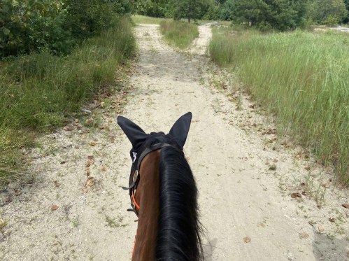 View from atop a horse, looking down a sandy path surrounded by tall grass and trees.