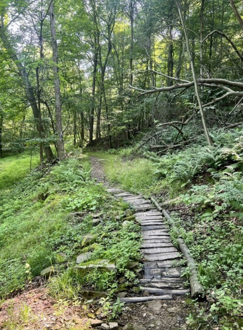 A narrow wooden path winds through a lush green forest, surrounded by ferns and trees.