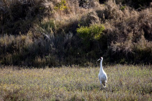 A white crane stands alone in a grassy field, surrounded by tall grass and shrubs in the background.