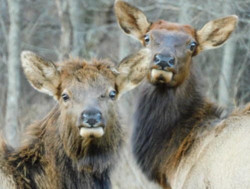 Two young elk with curious expressions, standing close together in a natural setting.