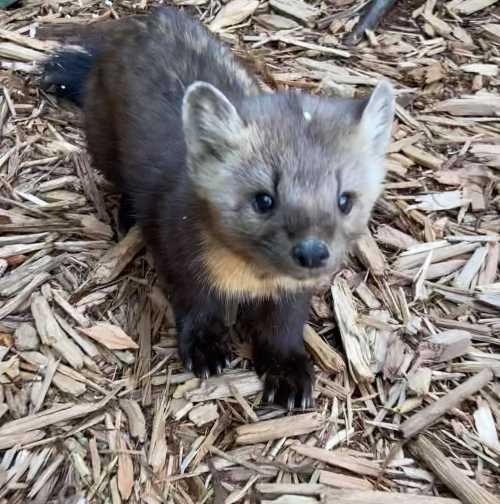 A small, furry animal with a pointed face and rounded ears, standing on wood chips in a natural setting.