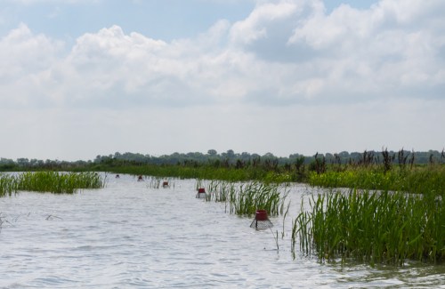 A serene waterway with tall green grass and red traps visible in the water under a cloudy sky.