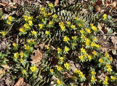 A cluster of bright yellow flowers surrounded by green leaves and fallen brown leaves on the forest floor.