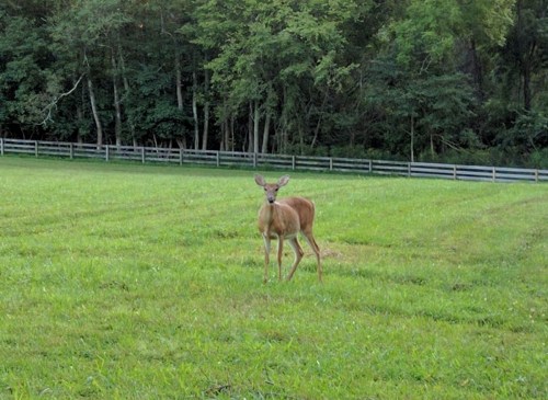 A deer stands in a grassy field with trees and a wooden fence in the background.