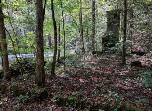 A serene forest scene with tall trees, green foliage, and a carpet of leaves on the ground, near a winding road.