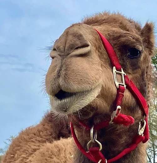A close-up of a camel's face, featuring a red halter and a soft, furry coat.