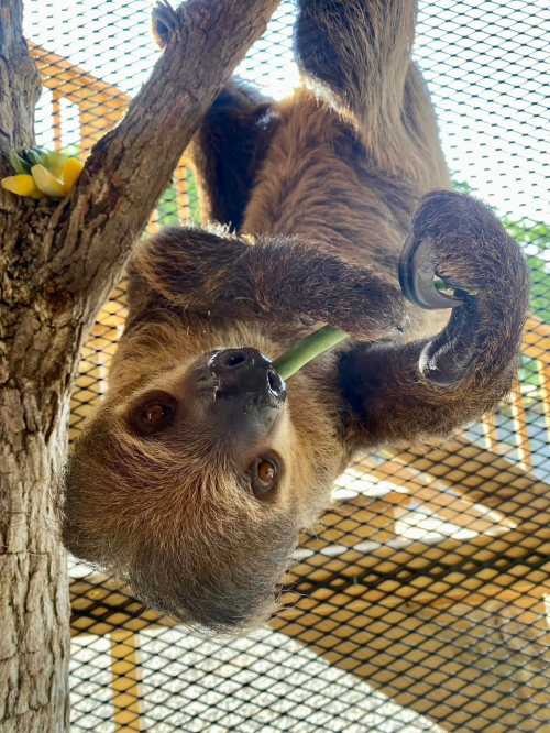 A sloth hanging upside down from a tree branch, holding a green leaf, with sunlight filtering through the leaves.