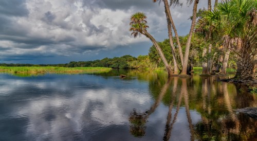 A serene wetland scene with palm trees and cloudy skies reflected in calm water. Lush greenery surrounds the area.