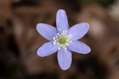 A close-up of a delicate purple flower with six petals and white stamens, set against a blurred brown background.