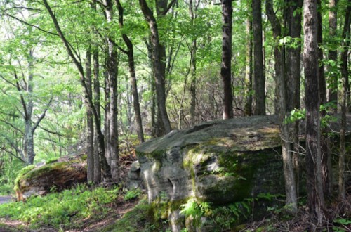 A large rock surrounded by lush green trees in a serene forest setting.