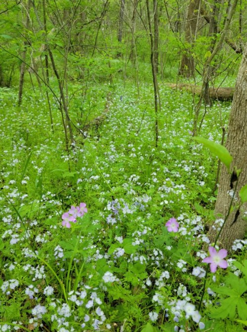 A lush forest scene with a carpet of small blue and purple wildflowers among green foliage and trees.