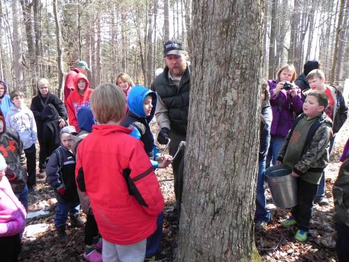 A group of children and adults watch as a man taps a tree in a forest, demonstrating maple syrup production.