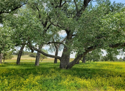 A large tree with lush green leaves stands in a field of yellow flowers under a clear blue sky.