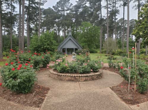 A garden path leads to a small chapel surrounded by blooming rose bushes and tall trees.