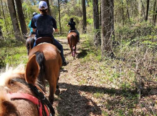 Riders on horseback trail through a wooded area, surrounded by trees and greenery.