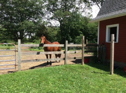 A brown horse stands near a wooden fence by a red barn, surrounded by green grass and trees.