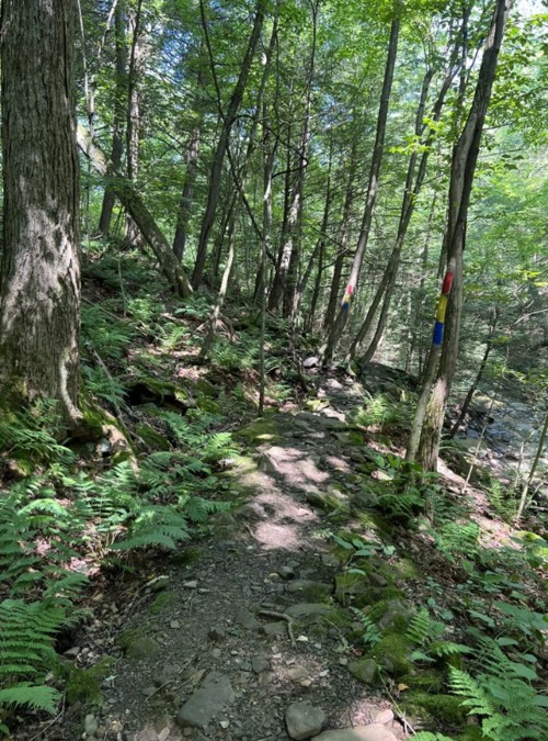 A rocky trail winds through a lush green forest with tall trees and ferns, sunlight filtering through the leaves.