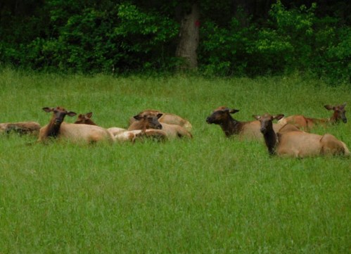 A group of cows resting in a lush green field surrounded by trees.