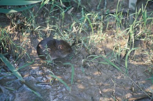 A small brown animal foraging in muddy ground surrounded by tall green grass.