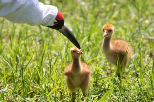 A bird with a red crown gently interacts with two fluffy chicks in a grassy field.