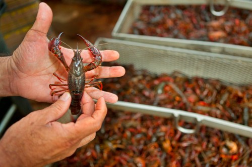 A person holds a large crawfish above a container filled with smaller crawfish.