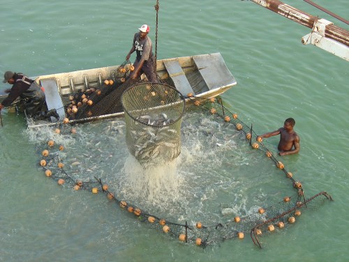 Two fishermen on a boat are using a net to catch fish in the water, surrounded by floating buoys.