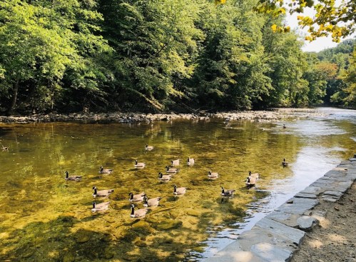 A serene river scene with ducks swimming among trees and clear water.