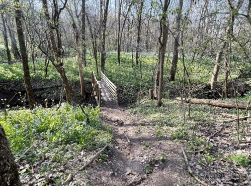 A wooden bridge spans a small creek in a lush, green forest with trees and wildflowers.