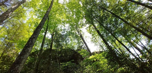 A lush forest with tall trees and vibrant green foliage, viewed from the ground looking up towards the sky.