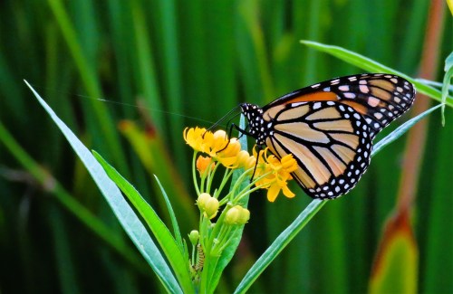 An orange monarch butterfly with black and white spots perched on a small cluster of yellow milkweeds with lots of green leaves in the background.