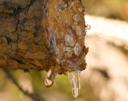 Close-up of tree bark with resin oozing out, forming droplets that glisten in the light.