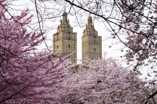 Two tall buildings rise above blooming cherry blossom trees in a serene urban landscape.