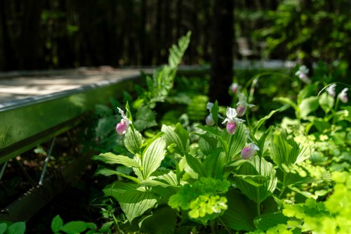 A lush forest scene featuring green foliage and delicate pink flowers, with a wooden path visible in the background.
