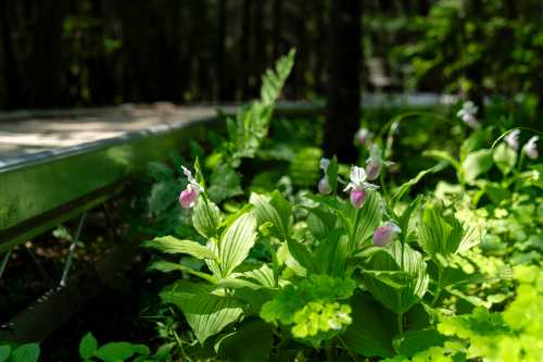 A lush forest scene featuring green foliage and delicate pink flowers, with a wooden path visible in the background.