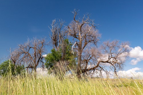A large, leafless tree stands amidst tall grass under a clear blue sky, with some green foliage visible.