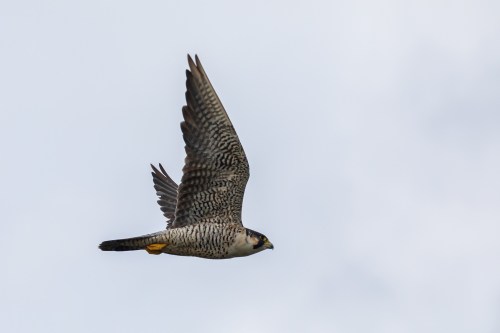 A peregrine falcon in flight against a cloudy sky, showcasing its distinctive plumage and wingspan.