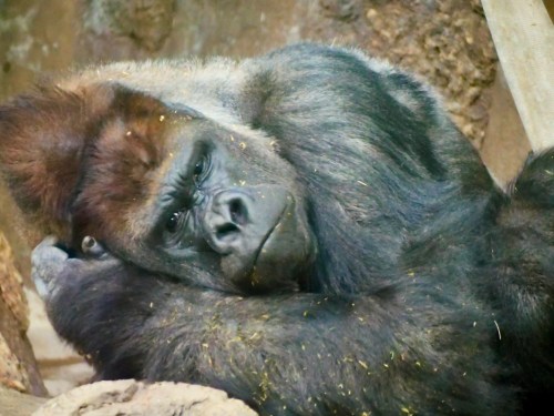 A close-up of a resting gorilla with a thoughtful expression, surrounded by natural habitat elements.