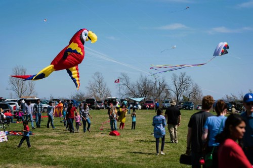 A colorful parrot kite flies over a crowd enjoying a kite festival on a sunny day in a grassy field.