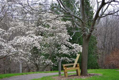 A wooden bench beside a blooming tree in a serene park setting, surrounded by greenery and bare trees.