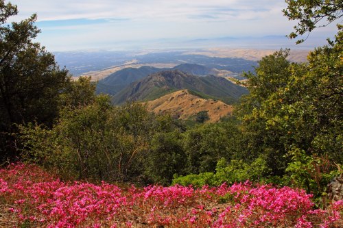 A scenic view of rolling hills and mountains, with vibrant pink flowers in the foreground under a clear sky.